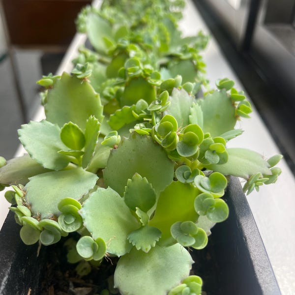Mother of Thousands - Etsy
