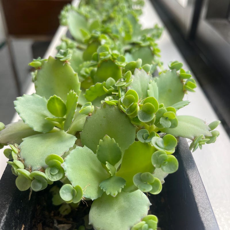 Mother of Thousands Plant - Etsy