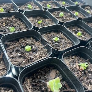 Puede incluir: Primer plano de varias macetas pequeñas de plástico negro llenas de tierra y pequeñas plantas verdes. Las macetas están dispuestas en filas y todas son del mismo tamaño.