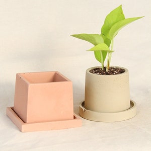 May include: Two concrete planters, one square and one round, sit side-by-side. The square planter is a muted peach color, while the round one is a light beige. The round planter holds a small plant with bright green leaves.