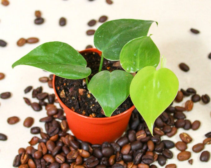 Green Philodendron | Low Light Plant | Easy Care Plant | Beginner Houseplant | Plant Lover Gift | 2 inch Plant