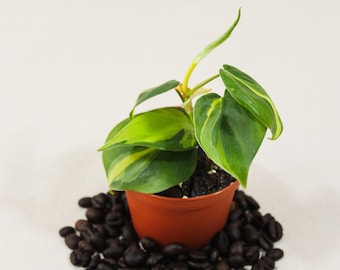 Philodendron Brasil Plant | Easy Care, Low Light | 2 Inch Pot