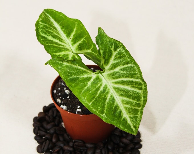 Syngonium White Butterfly | Low Light Plant | Easy Care Plant | Beginner Houseplant | Plant Lover Gift