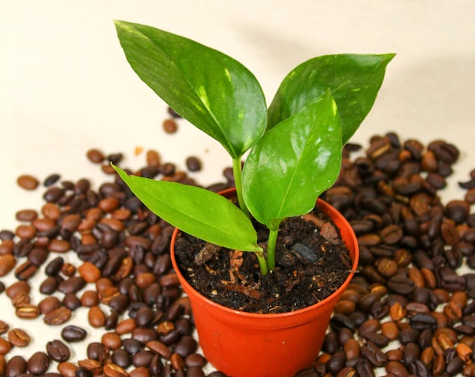 Golden Pothos | Low Light Plant | Easy Care Plant | Beginner Houseplant | Plant Lover Gift | Tropical Plant