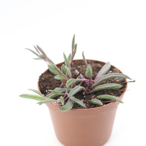 String of Pickles Plant | Ruby Necklace Trailing Succulent, Easy Care Houseplant