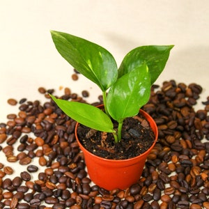 May include: A small potted plant with vibrant green leaves, set against a backdrop of scattered coffee beans. The plant is in a terracotta-colored pot, creating a natural and earthy aesthetic. The image is well-lit, highlighting the plant's fresh appearance.