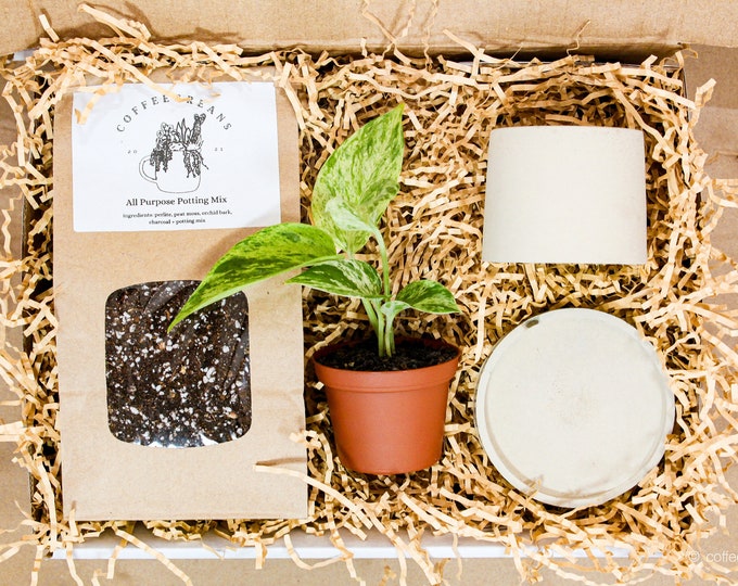 Seed Gift Box: Plant Gift Set includes 3-Inch Planter, Plant & Soil