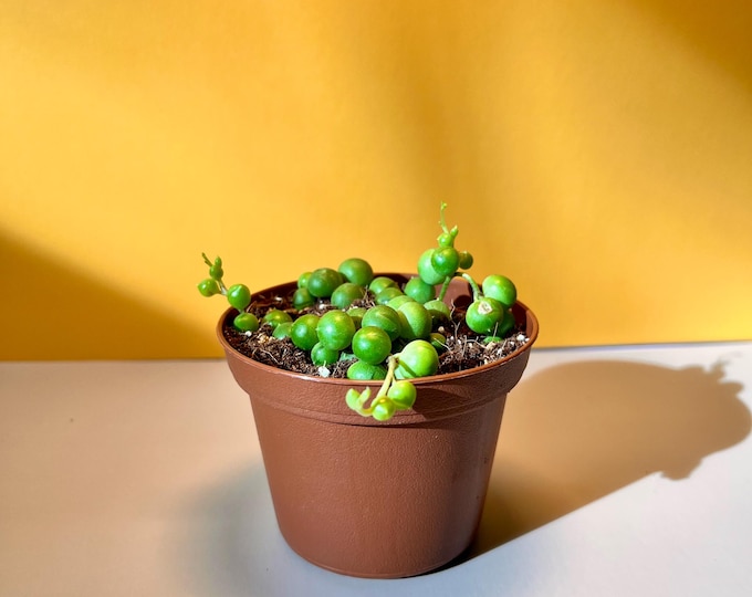 String of Pearls Succulent | Trailing Houseplant in 2-inch Pot