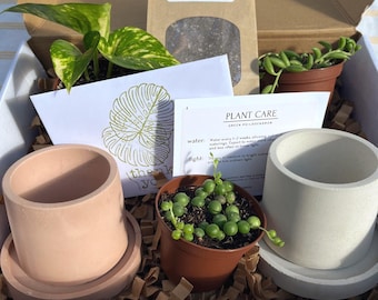Plant Gift Box: Live Houseplants, Handmade Concrete Planters