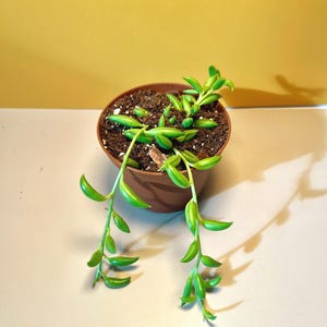 May include: A small, round, brown pot containing soil and a String of Bananas succulent. The plant features bright green, banana-shaped leaves that hang over the pot's edges. The background is a solid yellow colour.