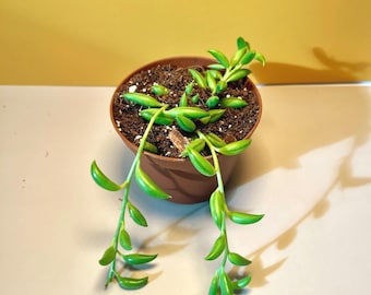 String of Bananas | Trailing Succulent in 2-inch Pot
