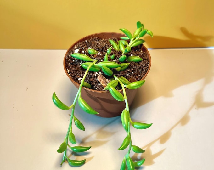 String of Bananas | Trailing Succulent in 2-inch Pot