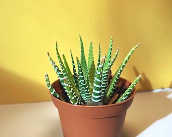 Haworthia Zebra | Beginner-Friendly Succulent | Low Light Houseplant | Easy Care | Modern Minimalist Decor Plant