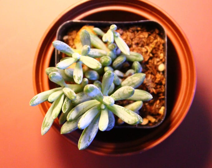 Senecio Blue Chalk Sticks | Trailing Succulent in 2-inch Pot