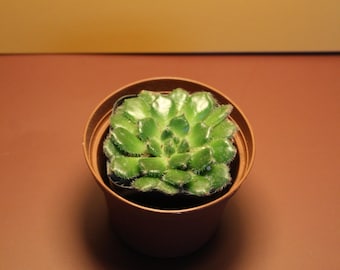 Echeveria Woolly Rose Succulent | Fuzzy Rosette Plant in 2” Pot | Rare Indoor Succulent | Unique Plant Gift