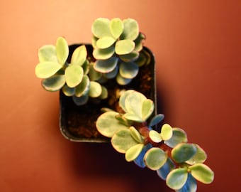 Elephant Bush Succulent | Live Plant | Easy Care Indoor Houseplant | 2 Inch Potted Plant
