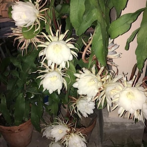 1 Epiphyllum Oxypetalum (Queen of The Night) rooted plant in 3.5 inch pot.