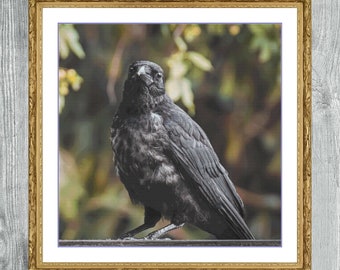 Raven | Anchor Cross Stitch Pattern | Three Counted PDF Charts in Instant Download | Happy Stitching and Thanks for Visiting!