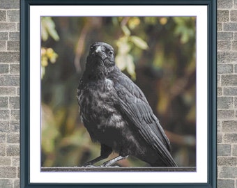 Raven | DMC Cross Stitch Pattern | Three Counted PDF Charts in Instant Download | Happy Stitching and Thanks for Visiting!