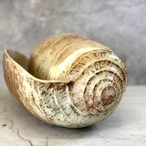 May include: A ceramic bowl and vase set in a light brown and white color with a textured finish. The bowl is shaped like a seashell and the vase is cylindrical.