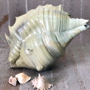 Aardewerk zeeschelp | Keramische sculptuur