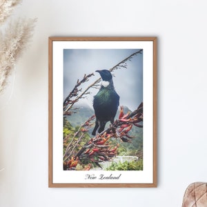 Neuseeland Tui Vogel | Tui Vogel Druck | Digitaler Download | Vogel-Liebhaber-Geschenk | Neuseeland Native Wildlife | Digitaldruck