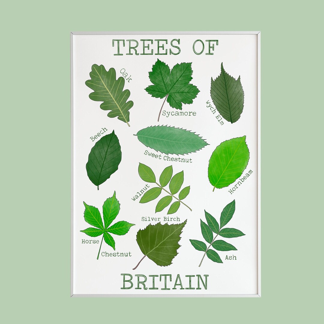 Trees Of Britain Leaves Print Giclee Art Print Oak Sycamore 