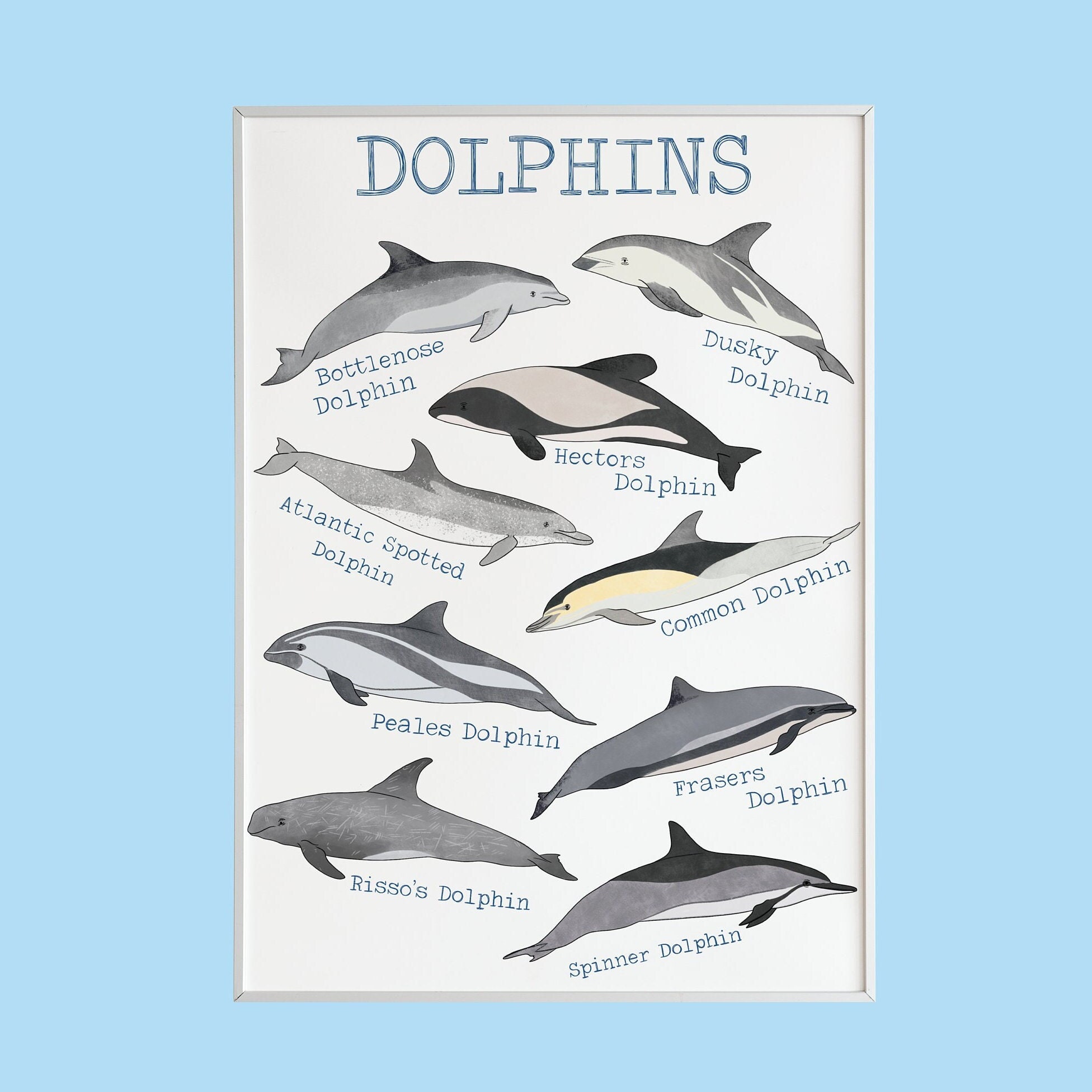 Bottlenose Dolphin Pictures To Print