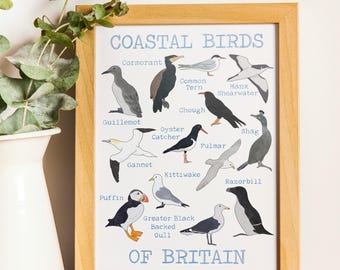 Coastal Birds of Britain Digital Art Print