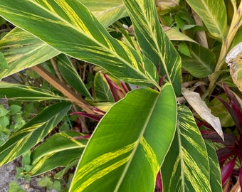 3 Exotic Variegate Shell Ginger Rhizomes plant cuttings