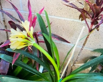 Large Yellow Clivia Hybrid Plant 1 gallon