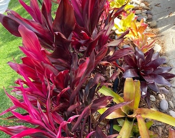 Aechmea Neorogelia Billbergia Surprise Box