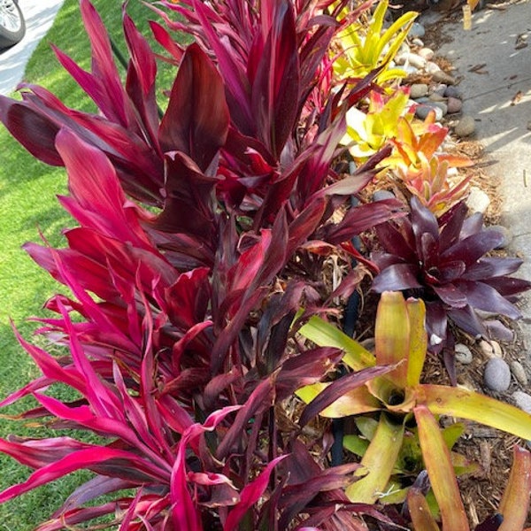 Aechmea Neorogelia Billbergia Surprise Box