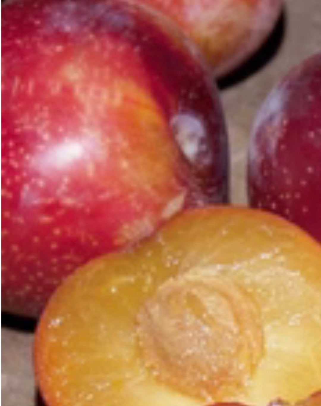 RARE Sweet Treat or Candy Heart Pluerry Tree 3feet Tall or Etsy