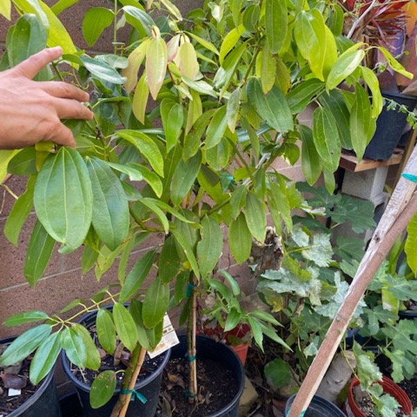 Cinnamon Tree Etsy