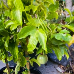Large passion vines fruiting or budding ..  Buy 1 get 1 FREE Fredrick purple fruits