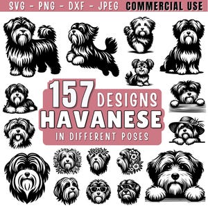 May include: A selection of 157 Havanese dog designs in black and white, each in a different pose. The image features the text "157 Designs Havanese in Different Poses" and the words "SVG - PNG - DXF - JPEG COMMERCIAL USE".