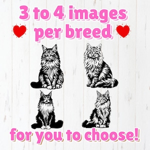 May include: Four black and white illustrations of Maine Coon cats in different poses. The text "3 to 4 images per breed" and "for you to choose!" is written in pink letters on a white background.