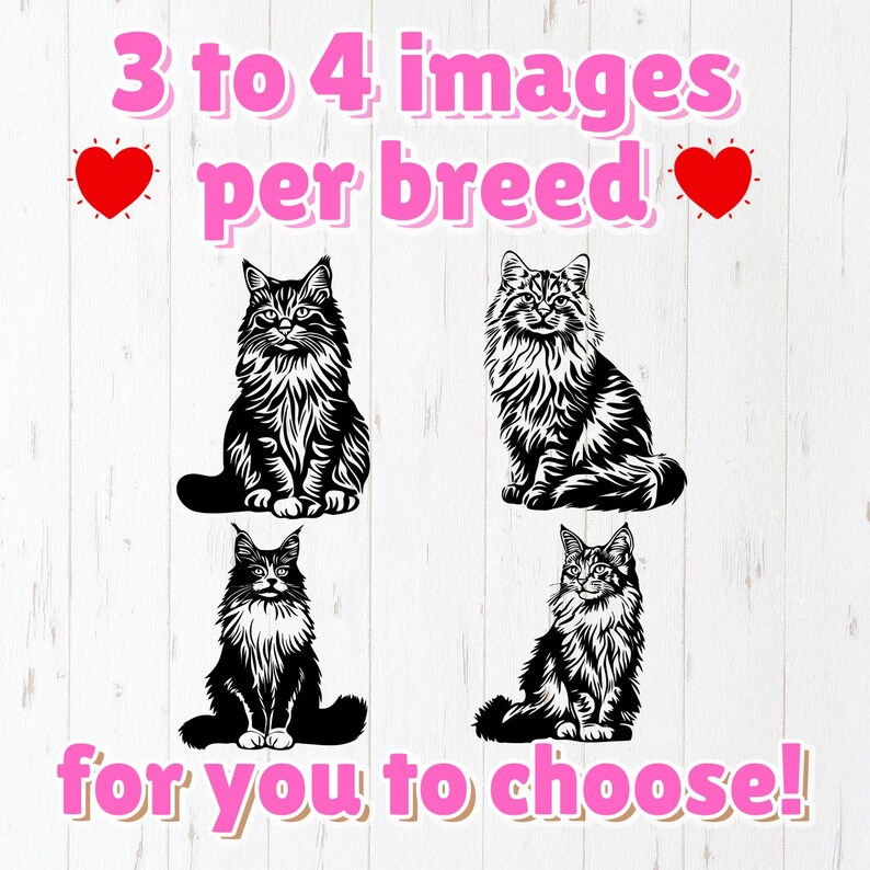 May include: Four black and white illustrations of Maine Coon cats in different poses. The text "3 to 4 images per breed" and "for you to choose!" is written in pink letters on a white background.