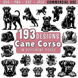 May include: A selection of 193 Cane Corso dog designs in black and white, showcasing the breed in diverse poses. The image features illustrations of the dog in various stances, some with accessories. Text at the top indicates commercial use.