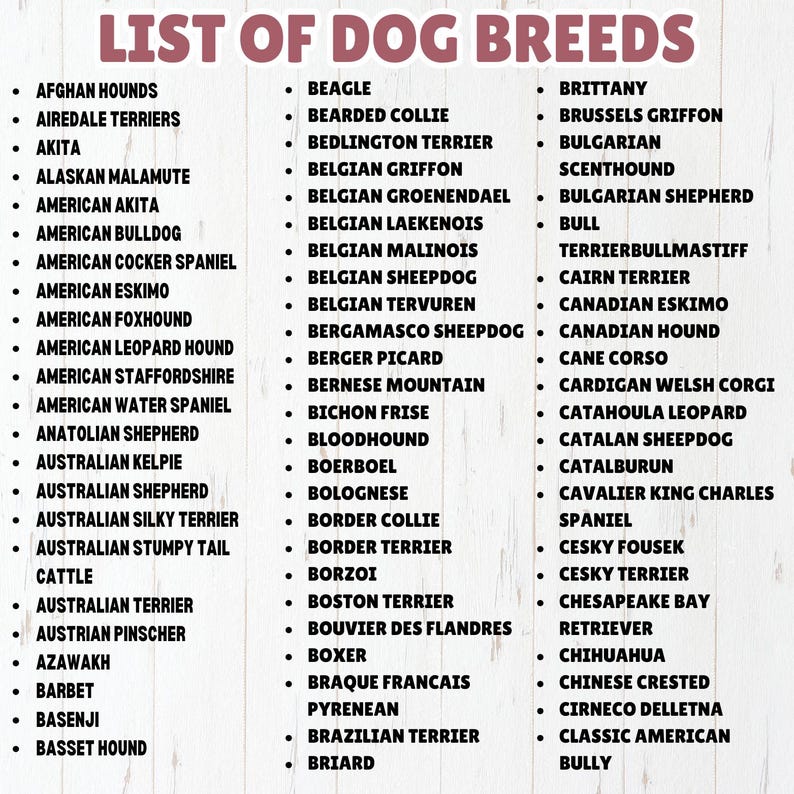 May include: A list of dog breeds in alphabetical order. The list includes breeds such as Afghan Hounds, Airedale Terriers, Akita, Alaskan Malamute, American Bulldog, American Cocker Spaniel, American Eskimo, American Foxhound, American Leopard Hound, American Staffordshire, American Water Spaniel, Anatolian Shepherd, Australian Kelpie, Australian Shepherd, Australian Silky Terrier, Australian Stumpy Tail, Cattle, Australian Terrier, Austrian Pinscher, Azawakh, Barbet, Basenji, Basset Hound, Beagle, Bearded Collie, Bedlington Terrier, Belgian Griffon, Belgian Groenendael, Belgian Laekenois, Belgian Malinois, Belgian Sheepdog, Belgian Tervuren, Bergamasco Sheepdog, Berger Picard, Bernese Mountain, Bichon Frise, Bloodhound, Boerboel, Bolognese, Border Collie, Border Terrier, Borzoi, Boston Terrier, Bouvier des Flandres, Boxer, Braque Francais, Pyrenean, Brazilian Terrier, Briard, Brittany, Brussels Griffon, Bulgarian Scenthound, Bulgarian Shepherd, Terrierbullmastiff, Cairn Terrier, Canadian Eskimo, Canadian Hound, Cane Corso, Cardigan Welsh Corgi, Catahoula Leopard, Catalan Sheepdog, Catalburun, Cavalier King Charles Spaniel, Cesky Fousek, Cesky Terrier, Chesapeake Bay Retriever, Chihuahua, Chinese Crested, Cirneco dell'Etna, Classic American Bully.