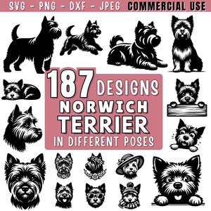 以下が含まれることがあります： さまざまなポーズの187種類のノリッチ・テリアのデザインのコレクション。画像には、さまざまな姿勢の犬のイラストが含まれており、「187 Designs Norwich Terrier in Different Poses」というテキストが表示されています。