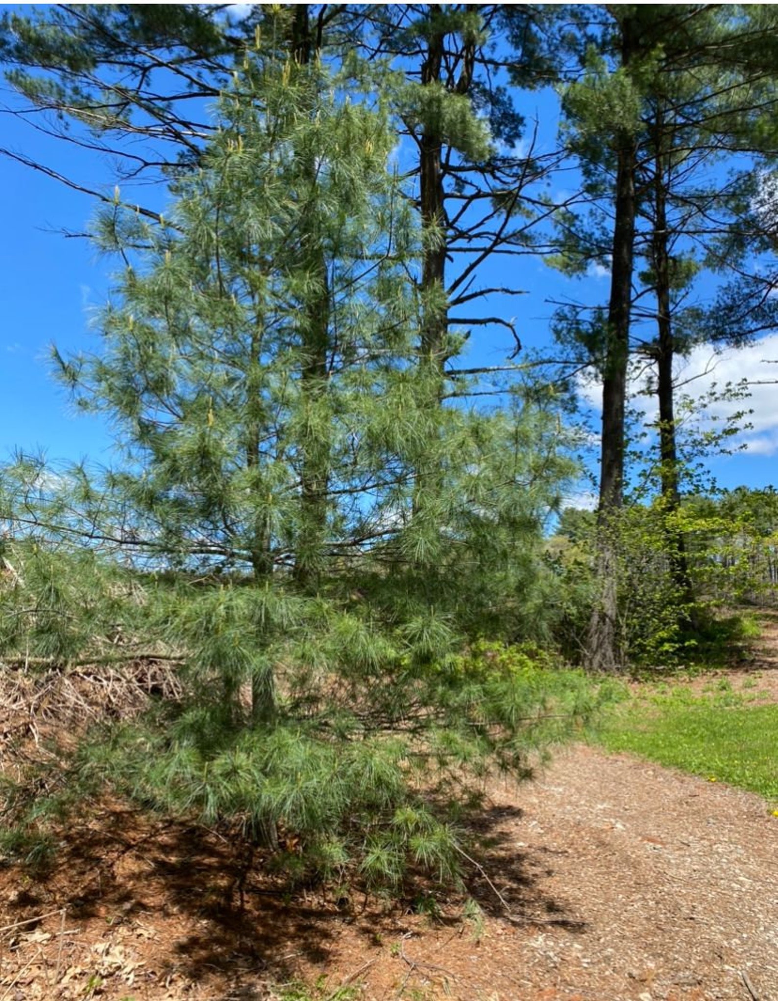 Eastern White Pine Needles Organic Wild Suramin Immune Etsy