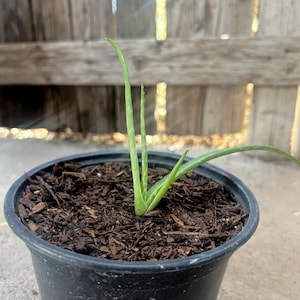 Medicinal Aloe Vera plant, Organic and Organically Grown, Edible, Topical,  Small Ethically Grown, Class Plant, Science project, School nurse