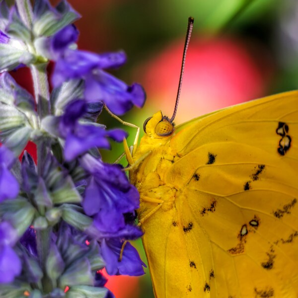 Sulpher Butterfly-13wX20h, Digital download, wall art, macro, photography, home, office, garden, flower, prints