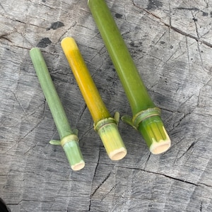 May include: Three bamboo sticks of varying lengths, with green and yellow coloring. The sticks are arranged vertically on a wooden surface.