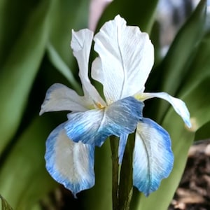 May include: A white iris flower with blue edges on the petals. The flower is in focus and the background is blurred.