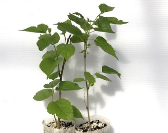 2 Dwarf Everbearing Black Mulberry Tree Sapling, Fruit Tree, Berry Plant, Easy to Grow Tree that Fruits Fast