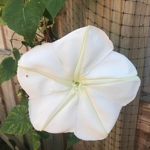 Moonflower Seeds, Night-Blooming Vining Tropical Flower, White Morning Glory Seed Packets, Native Plants for Pollinators