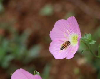 Showy Evening Primrose Seeds, Pinkladies Flowers, Native Wildflower Seed Packets, Perennial Flowers, Pollinator Garden Essential